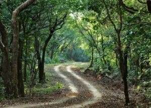 Radhanagari Wildlife Sanctuary, Maharashtra
